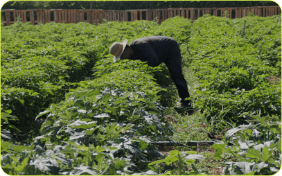 2019_S5_Apples_Dwelly-Farms_Open_Source_3 202