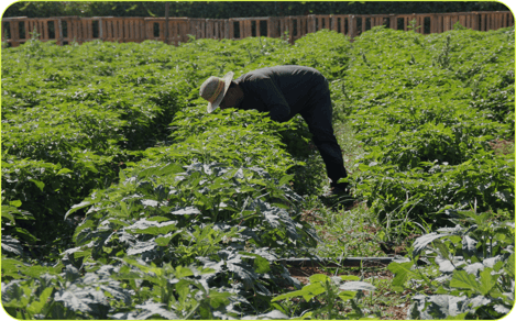 2019_S5_Apples_Dwelly-Farms_Open_Source_3 202