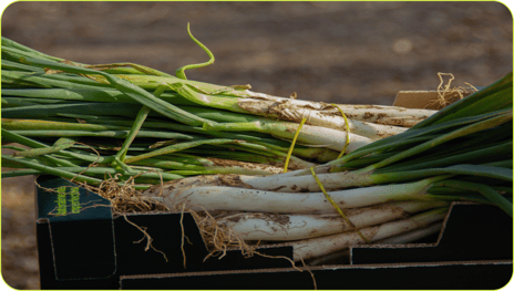 2019_S5_Apples_Dwelly-Farms_Open_Source_3 203