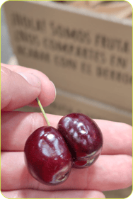 cereza _mayo