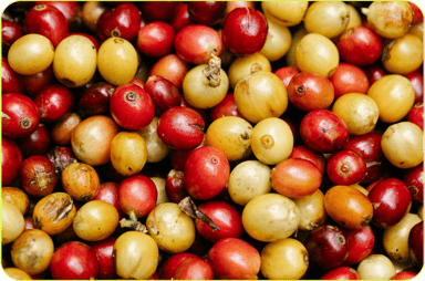 2019_S5_Apples_Dwelly-Farms_Open_Source_3 206-3