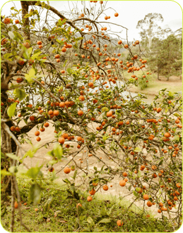 2019_S5_Apples_Dwelly-Farms_Open_Source_3 208-4