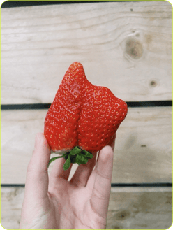 2019_S5_Apples_Dwelly-Farms_Open_Source_3 209