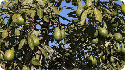 Aguacate blog 1