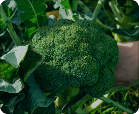 Beneficios y propiedades del brócoli