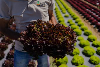 Quines són les fruites i verdures d'abril