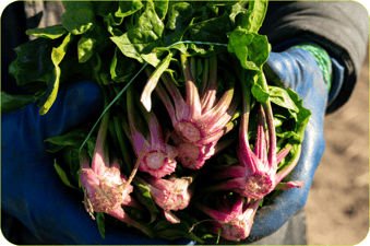 Com conservar espinacs frescos i 3 receptes per aprofitar-los