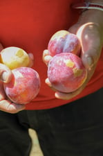 Frutas y verduras de agosto