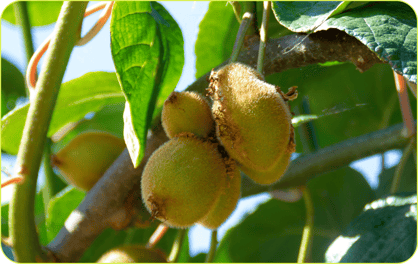 Kiwi-Feb-20-2025-10-55-53-0890-AM
