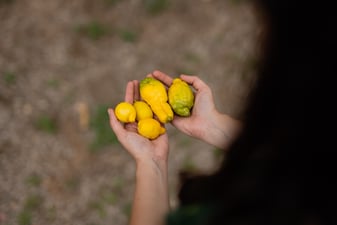 Frutas y verduras de marzo