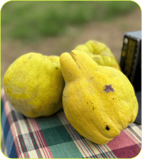 MEMBRILLO TALKUAL