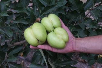 Beneficis i propietats de la poma