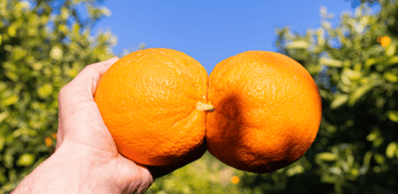 Calendari de fruites i verdures de desembre