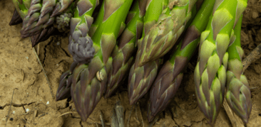 Frutas y verduras de abril: lo que no te puedes perder este mes