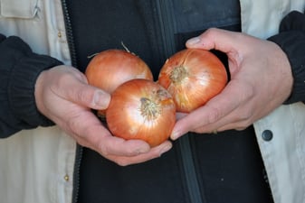 Beneficios y propiedades de la cebolla