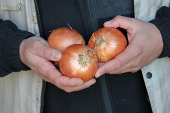 Beneficis i propietats de la ceba