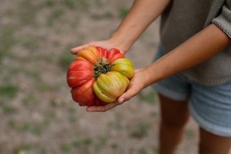 Tomàquet: verdura o fruita? Aclarim la diferència