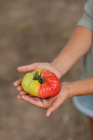 Tomate imperfecto color