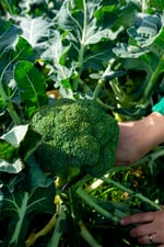 2 recetas con el producto del mes: el brócoli