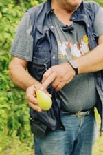 Calendari d'agost: fruites i verdures de temporada