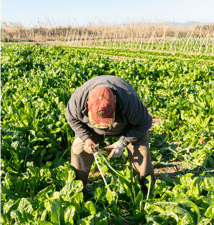 Comprar fruita i verdura directament de l'agricultor: com fer-ho?