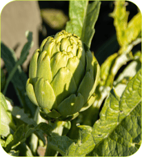alcachofa natural