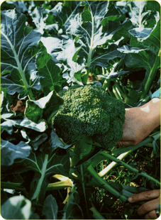 brócoli - mar 2021 (1)