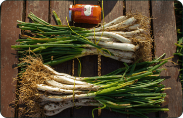 calçots