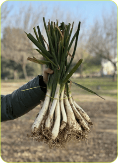 calçots_temporada