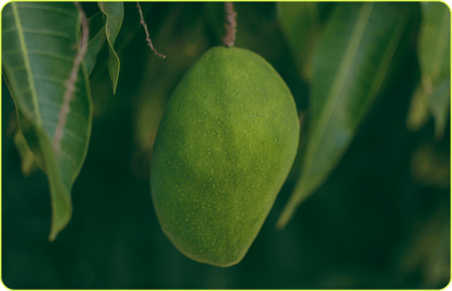 mango verde
