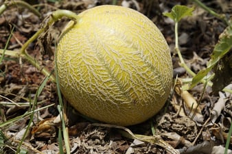 Melón, el producto del mes: cómo saber si está maduro y recetas fáciles