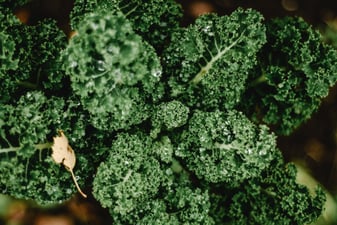 Beneficios y propiedades de la col kale