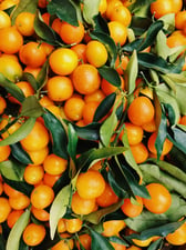 Beneficis i propietats de la mandarina