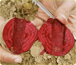 Todo sobre la remolacha: propiedades, beneficios y recetas