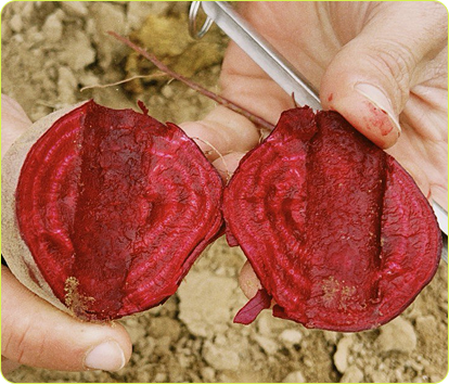 remolacha talkual partida